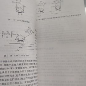 普通生物学：生命科学通论