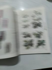 花鸟画学谱：牡丹