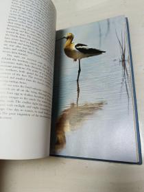 National Audubon Society Book of WILD BIRDS 精装大16开