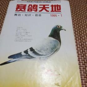 赛鸽天地(赛鸽、知识、信息)‘桌上1排’