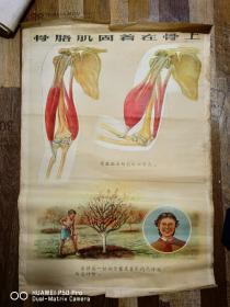 两张，特价处理58年59年。对开二开75✘52厘米教学挂图