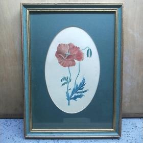 十九世纪英国水彩画《罂粟花》