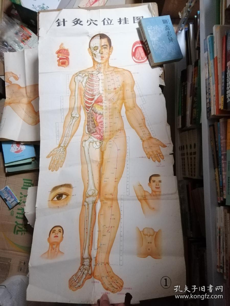 针灸穴位挂图（1一3）。三张全
一一大挂图