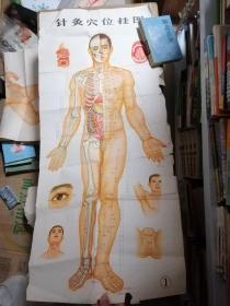针灸穴位挂图（1一3）。三张全
一一大挂图