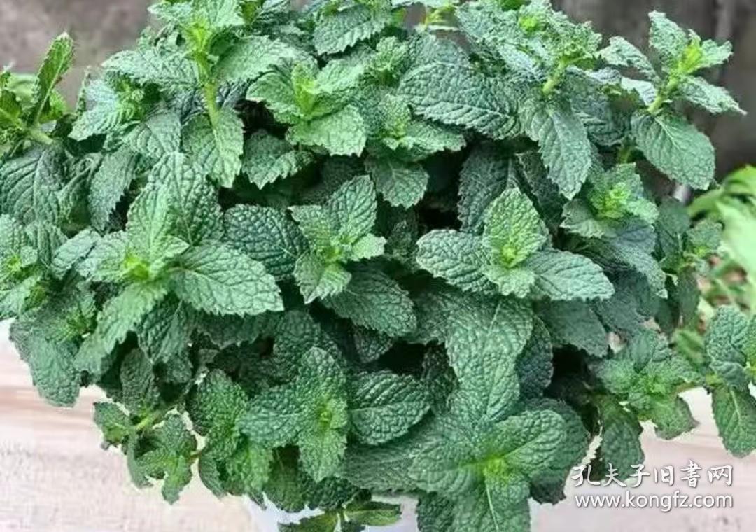 天然薄荷盆栽一盆高25厘米