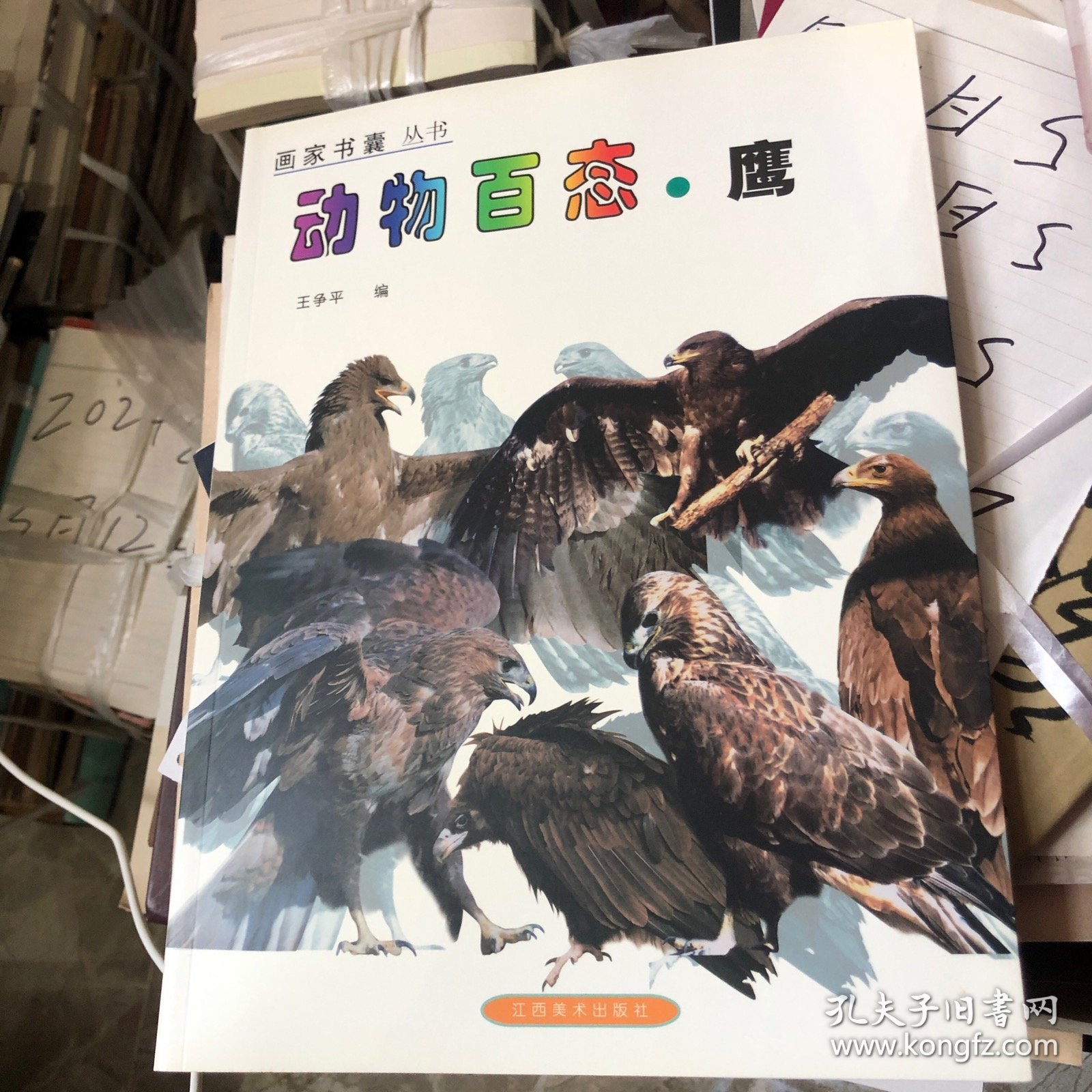 动物百态.鹰