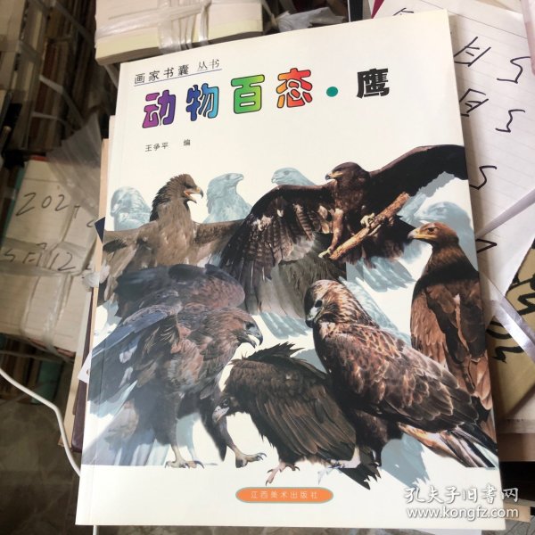 动物百态.鹰