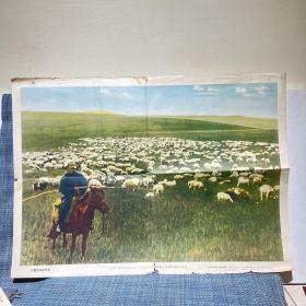 1957年 内蒙古草原牧场 这是胡和勒泰畜牧生产合作社主任胡和勒泰正在放牧社里的羊群