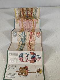 骨骼系统与肌肉系统 单张图像（前后面）