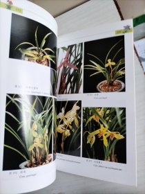 兰花：野外生境 栽培实例 鉴赏