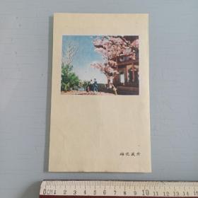 50年代风景画片（梅花盛开）