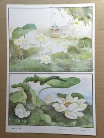 教学挂图 荷花（2开）