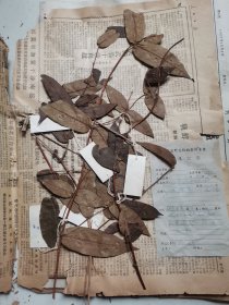 植物标本，无标本台纸.2150528-55