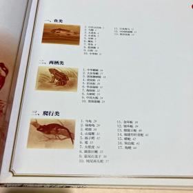 中国珍稀野生动物手绘图谱