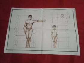 小学美术教学图片《成人和儿童全身比例图》（76×52厘米）