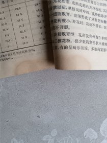 小麦杂种优势研究与利用