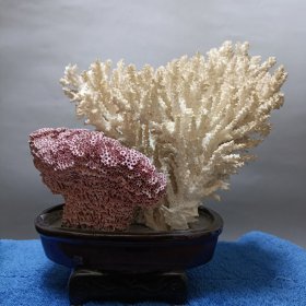 珊瑚海柳盆景