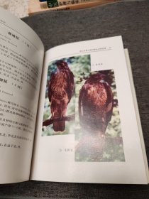 湖北省重点保护野生动物图谱（精装）