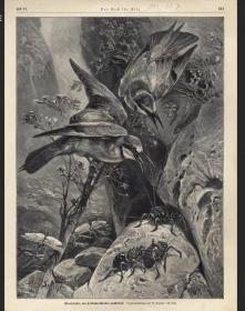 1880年德国木刻鸟类版画黄喉蜂虎