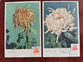 “金冠霞、花好月圆”两种老菊花普通邮票的自制极限片（210919）