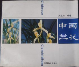 中国兰花