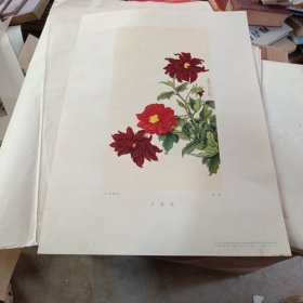 于非闇画辑 册页 【大丽花 一张】1956年1版一印