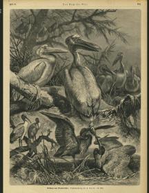 1883年木刻版画珍稀鸟类