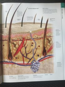 原版 Human Anatomy