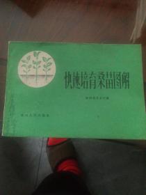 快速培育桑苗图解  1964年1版1印  多图