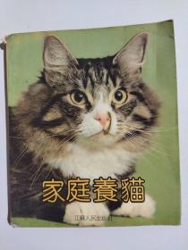 家庭养猫