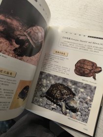 龟鳖分类图鉴