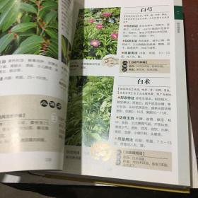 800种中草药彩色图鉴（白金珍藏版）