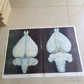 脊椎动物亚门哺乳纲上辑 家兔的脑 挂图