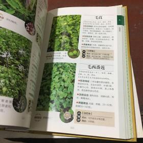 800种中草药彩色图鉴（白金珍藏版）