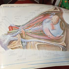 人体解剖挂图VI(41张)