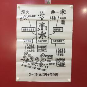 印刷品-医学教学图谱挂图（塑料）——2-19 淋巴因子的作用【53】折痕、破损