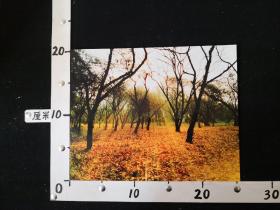 AZP-136林京学，《秋林晨沐》摄影作品