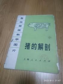 畜收兽医教学图片:猪的解剖（一版一印）