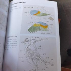 国画技法入门秘诀系列：一学就会工笔禽鸟画法