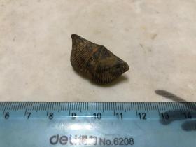 包邮！保真石燕化石 小精品