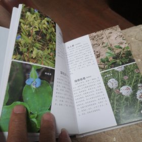 1000种常见植物野外识别速查图鉴