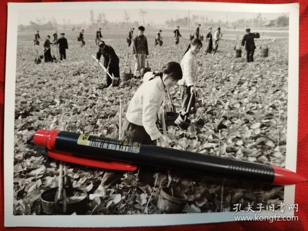 1973年照片，四川省什邡县永兴公社社员管理油菜，为油菜浇水施肥