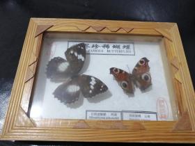 世界珍稀蝴蝶标本 珍蝶  白斑蛺蝶 美眼蛺蝶 （装框）
