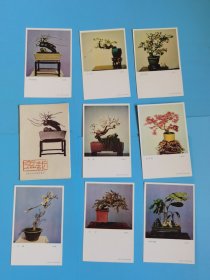 《盆栽》明信片8张全1958年一版一印