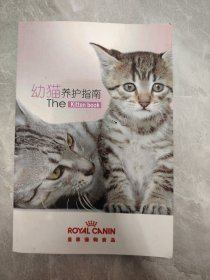 幼猫养护指南