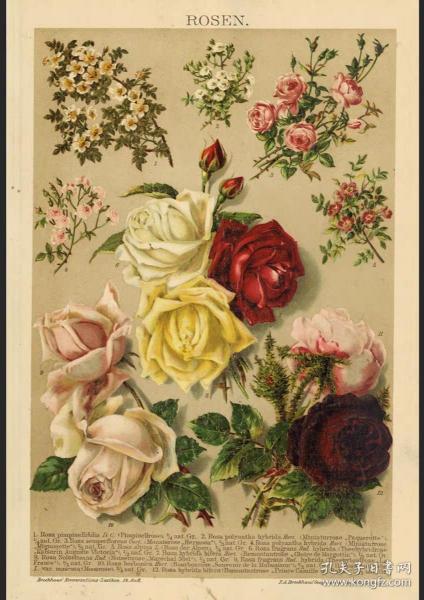 1896年德国原版石印版画布鲁克豪斯玫瑰