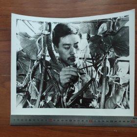 超大尺寸：1982年，吉林市江南公社知青谢春柏，研究种植黄瓜亩产由1万斤提高到3万斤，评为全国新长征突击手W