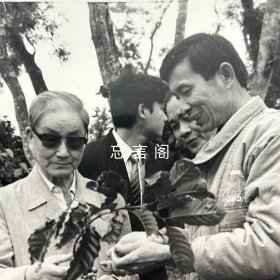 【老照片】新华社《瞭望周刊》旧藏照片底稿:宋平在海南省了解咖啡的生产情况 黑白照片1枚(大尺寸,清晰原照,姜恩宇摄影)