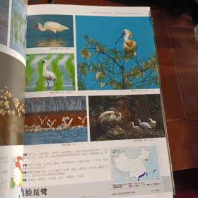 中国鸟类图志（下卷）：雀形目