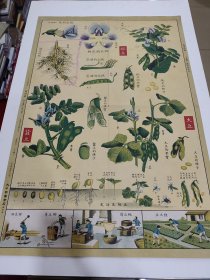 大豆类，对开